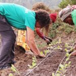 how-proper-seed-certification-protects-both-farmers-and-food-security-–-farming-first