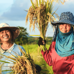 hybrid-rice:-a-path-forward-for-climate-smart-agriculture-–-farming-first