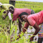 farmers-empowerment-at-the-heart-of-global-nutrition-–-farming-first