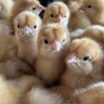 vaccinated-chicks-transform-african-farmers’-livelihoods-–-farming-first