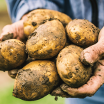 apical-cuttings-as-an-innovative-solution-for-potato-farming-–-farming-first