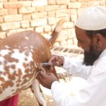 animal-health-report-reveals-disease-impact-on-food-security