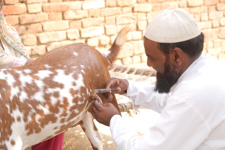 Read more about the article Animal Health Report Reveals Disease Impact on Food Security