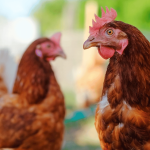revolutionising-poultry-farming-with-the-eco-brooder-–-farming-first