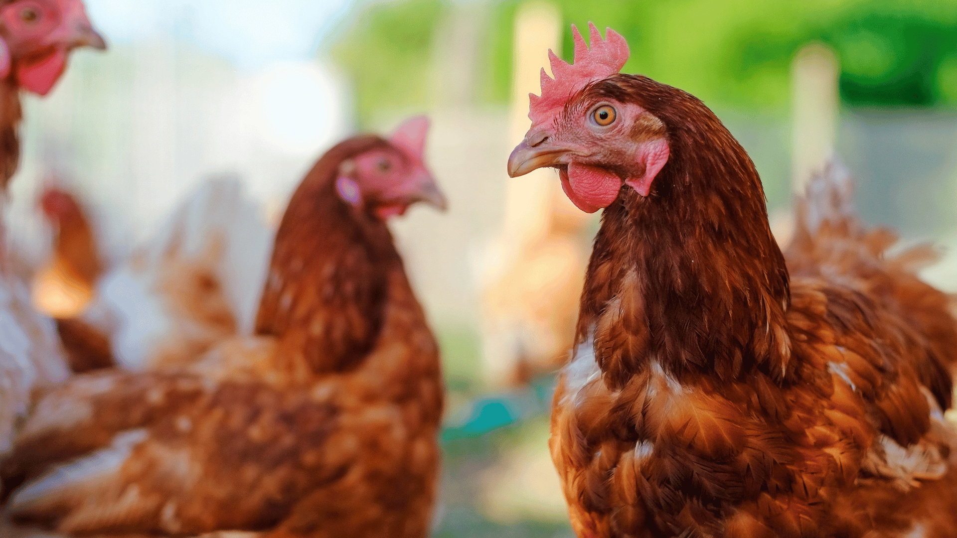 revolutionising-poultry-farming-with-the-eco-brooder-–-farming-first