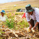 gafsp-8th-call-for-proposals-now-open-to-farmer-organisations-–-farming-first