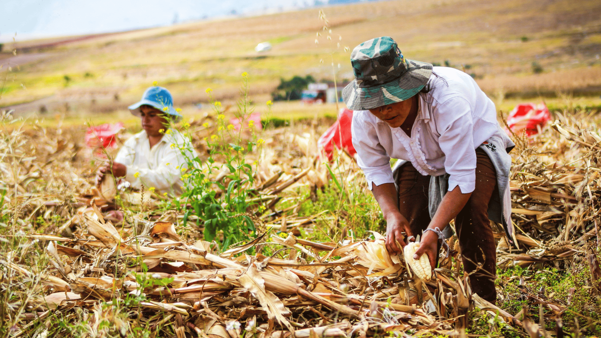 gafsp-8th-call-for-proposals-now-open-to-farmer-organisations-–-farming-first