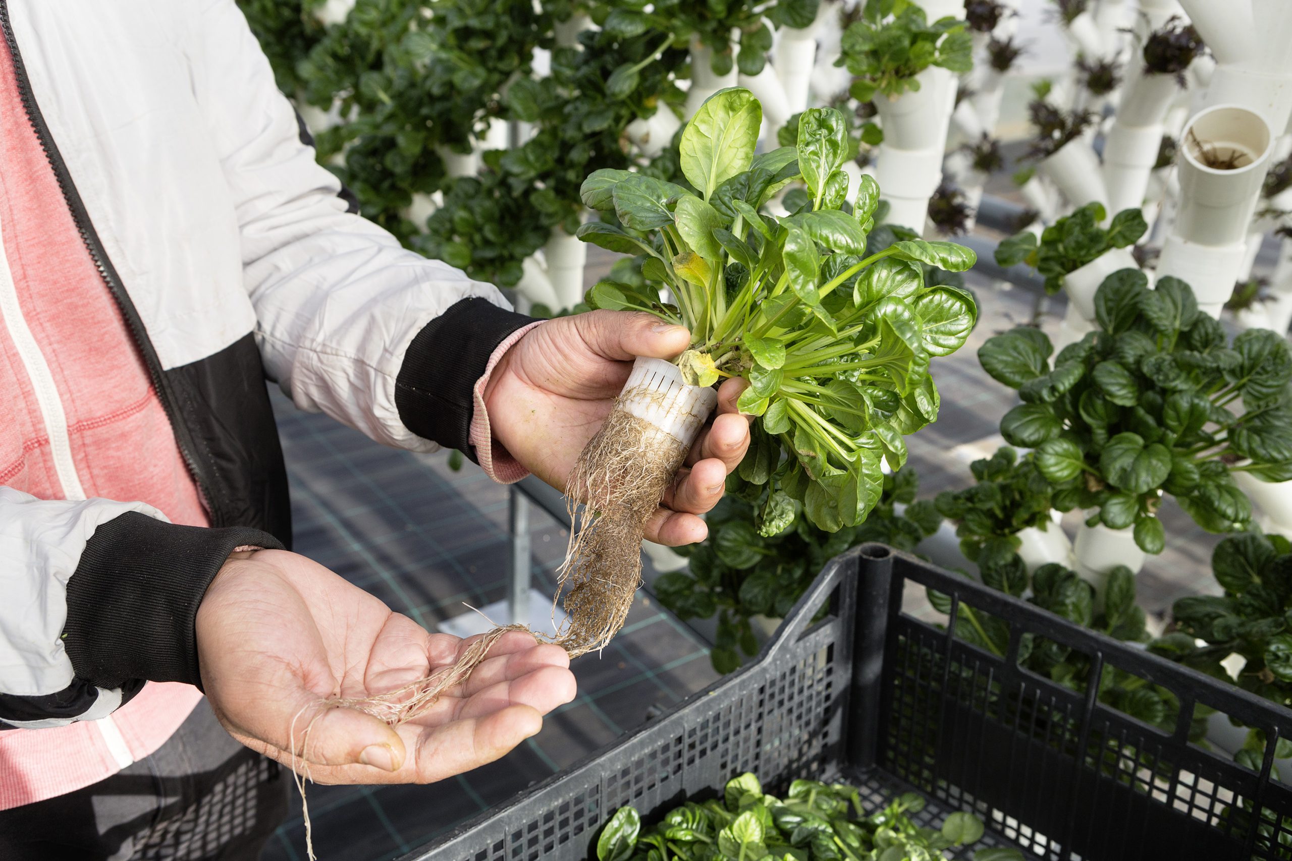 food-innovations-that-could-transform-what-we-eat-by-2050-–-farming-first