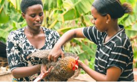 Opportunities For Unlocking Livestock Innovations in Africa – Farming First