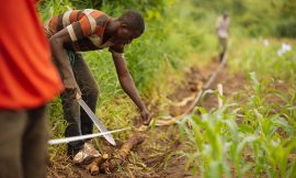 How Agricultural Innovation Will Drive Food Security Solutions – Farming First
