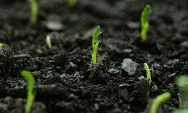 A Global Model for Regenerative Agriculture Using Soil Microbes – Farming First