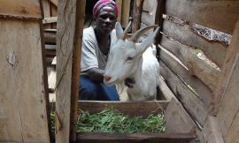 Empowering Smallholder Farmers is Key For Sustainable Livestock – Farming First
