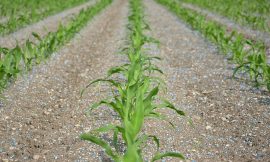 Breakthroughs in plant nutrition – and how to avoid snake oil – Farming First