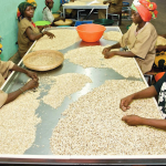 how-to-engage-the-private-sector-in-building-agri-food-systems-–-farming-first