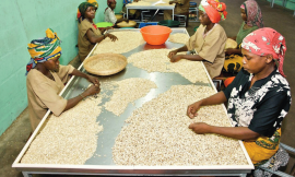 How to Engage the Private Sector in Building Agri-Food Systems – Farming First