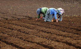 New Report Presents Scalable Climate-Smart Farming Solutions – Farming First