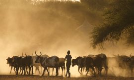 Sustainable Livestock: Opportunity or Oxymoron? – Farming First