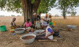 The Bioeconomy Potential for Agricultural Innovation in Africa – Farming First