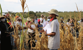 How Africa Can Benefit from South Africa’s Success with GM Crops – Farming First