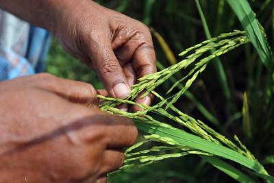 Read more about the article Next-Gen Crops: The Opportunity Industry of Tomorrow? – Farming First