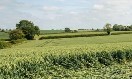 Why High NDVI Fields Don’t Always Produce High Yield