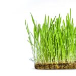 plantopia-turns-to-sprouted-oats-for-cost-effective-production-of-animal-free-dairy