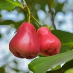 a-secret-weapon-in-agriculture’s-climate-fight:-ants-–-modern-farmer