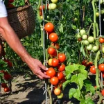 ready-to-garden?-start-here-–-modern-farmer