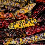 growing-corn-in-the-desert,-no-irrigation-required-–-modern-farmer