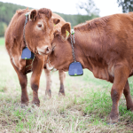 top-10-farming-redefined-stories-of-2024-–-modern-farmer