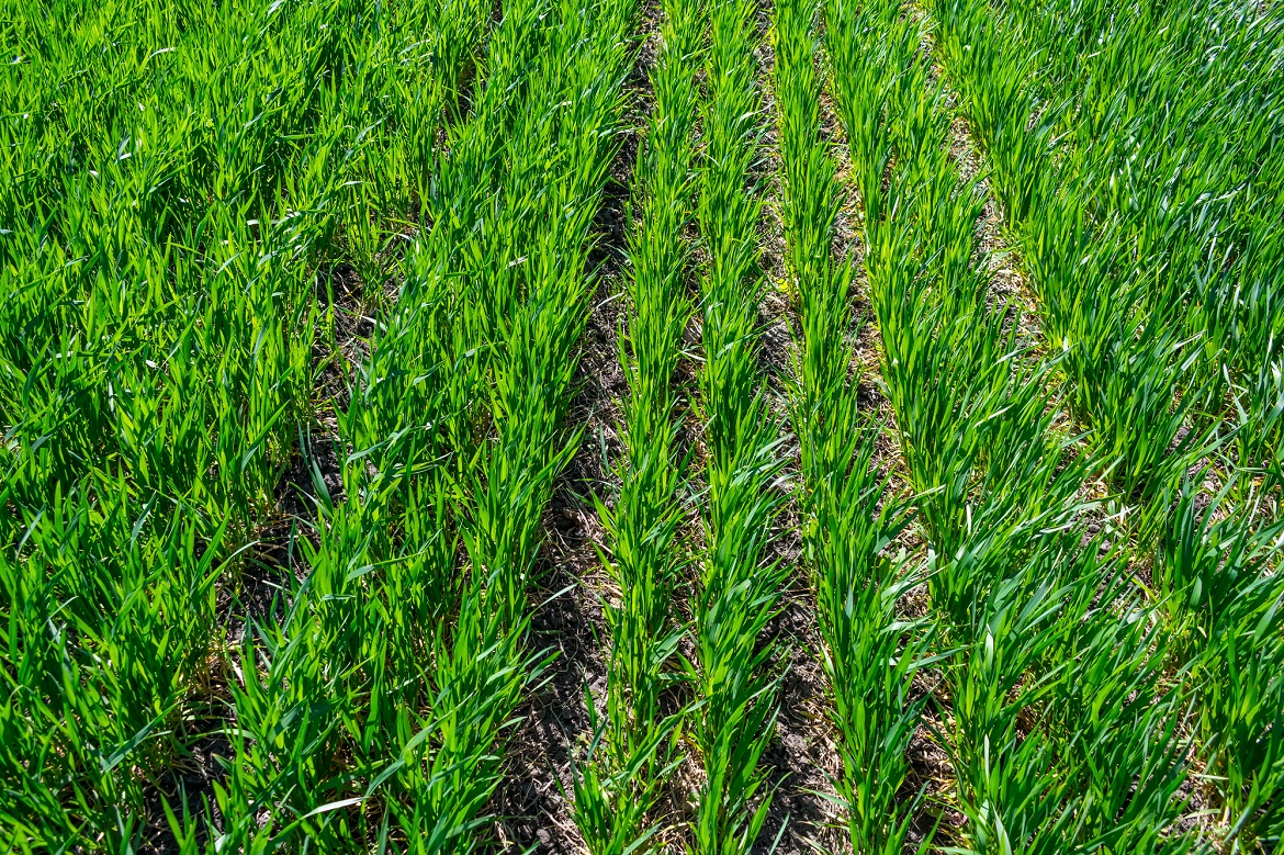micronutrient-deficiencies-in-no-till-systems-|-cropaia