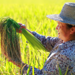 food-systems-and-shaping-a-sustainable-world-–-farming-first