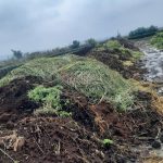 is-starter-fertilizer-necessary-with-organic-amendments?