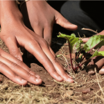 investments-in-innovation-will-help-transform-africa’s-agriculture-–-farming-first