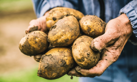 Apical Cuttings as an Innovative Solution for Potato Farming – Farming First