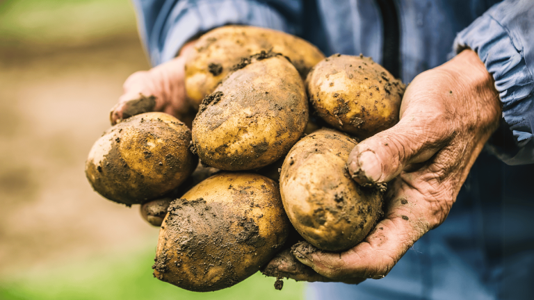 Read more about the article Apical Cuttings as an Innovative Solution for Potato Farming – Farming First
