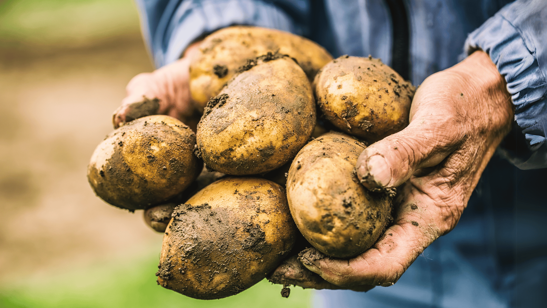 apical-cuttings-as-an-innovative-solution-for-potato-farming-–-farming-first