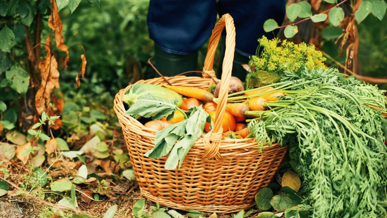 Read more about the article Learning From Degrowth to Ensure a Food-Secure Future – Farming First