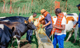 Youth-Led Innovations Will Help Transform Global Food Systems – Farming First