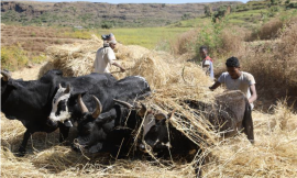 Strengthening the Resilience of Pastoralism For Food Security – Farming First