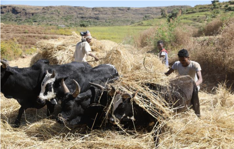 Read more about the article Strengthening the Resilience of Pastoralism For Food Security – Farming First