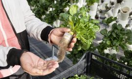 Food Innovations That Could Transform What We Eat By 2050 – Farming First