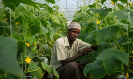 A Microfinance Movement is Transforming Somalia’s Farms – Farming First