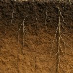 subsoil-matters:-the-forgotten-30-cm-that-limit-yield