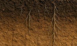 Subsoil matters: the forgotten 30 cm that limit yield