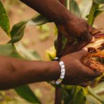 how-farm-management-technology-can-increase-farm-revenue-–-farming-first