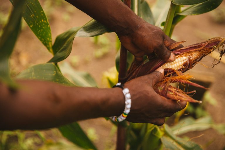 Read more about the article How Farm Management Technology Can Increase Farm Revenue – Farming First