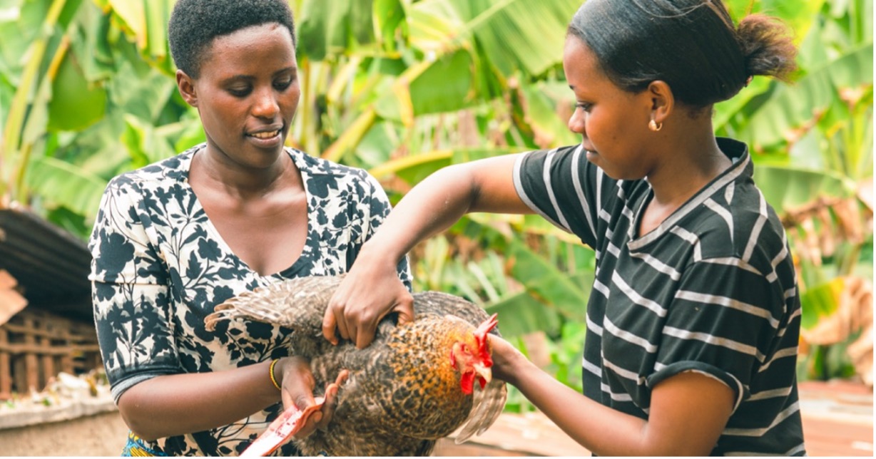 opportunities-for-unlocking-livestock-innovations-in-africa-–-farming-first