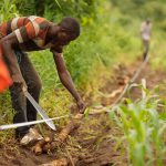 how-agricultural-innovation-will-drive-food-security-solutions-–-farming-first