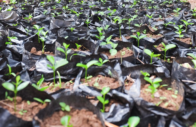 how-healthy-soil-powers-food,-water,-climate-and-livelihoods-–-farming-first